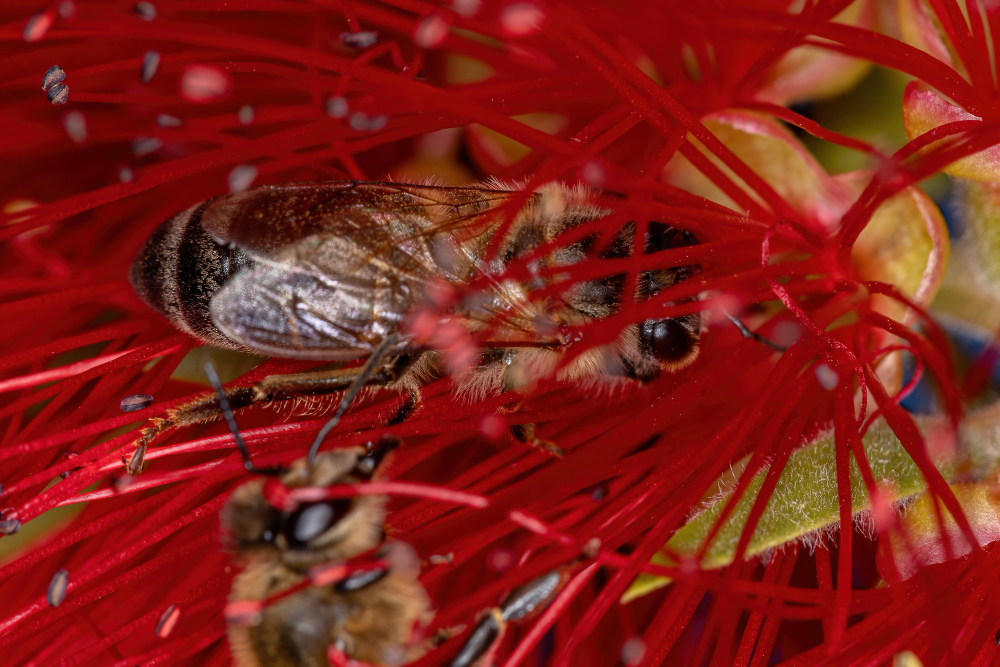 Combaterea gândacului de Colorado cu roșie sălbatică